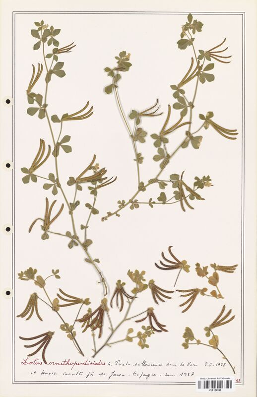 Lotus ornithopodioides  (Fabaceae)