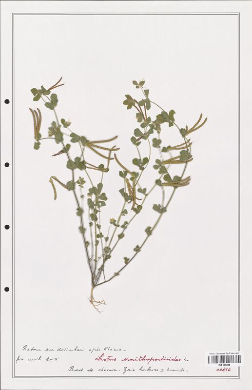 Lotus ornithopodioides  (Fabaceae)