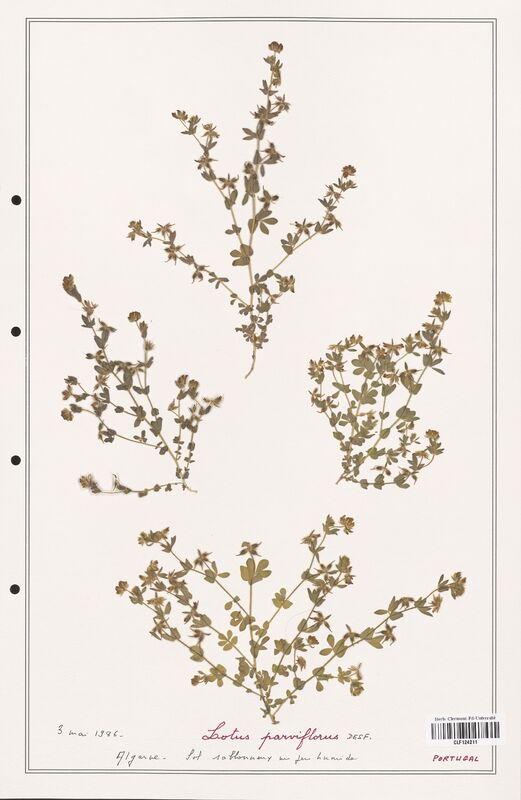 Lotus parviflorus  (Fabaceae)