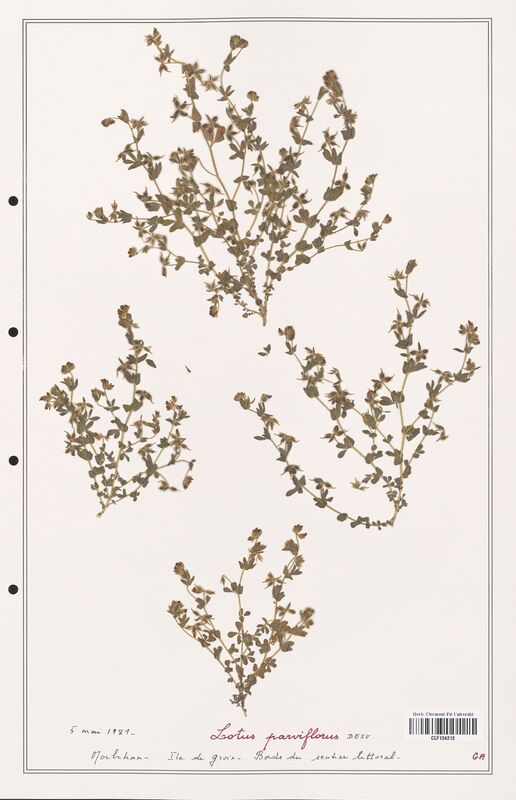 Lotus parviflorus  (Fabaceae)