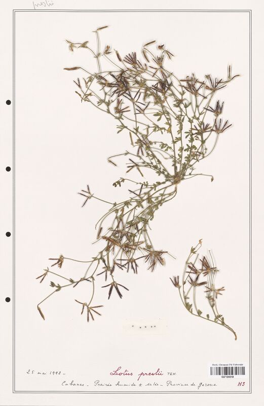 Lotus preslii  (Fabaceae)