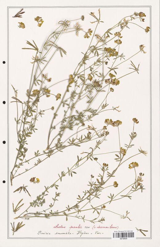 Lotus preslii  (Fabaceae)