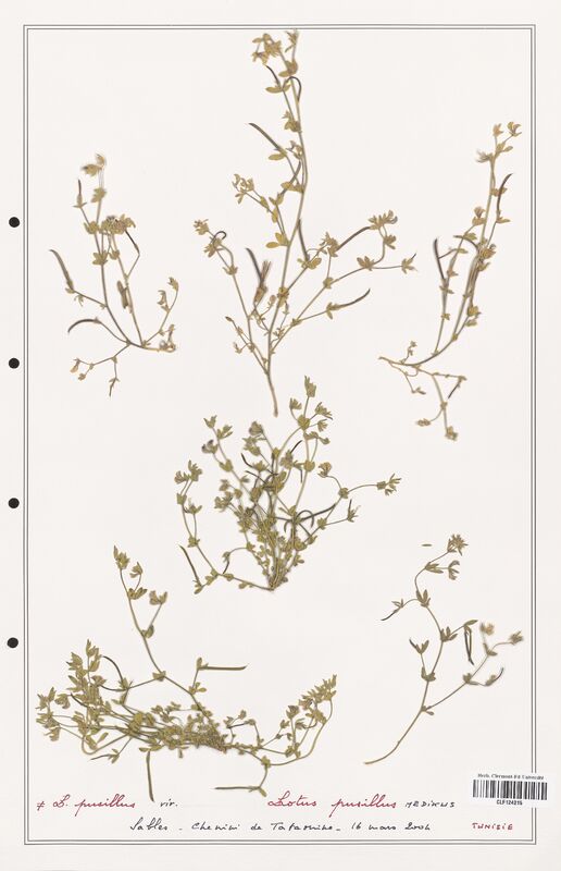 Lotus pusillus  (Fabaceae)