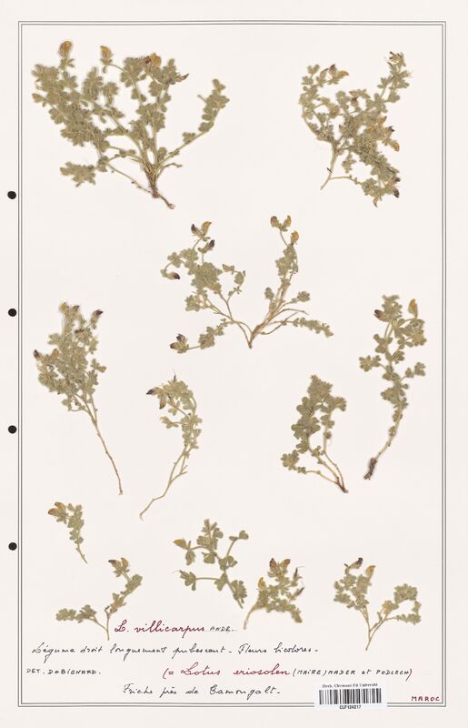 Lotus villicarpus  (Fabaceae)