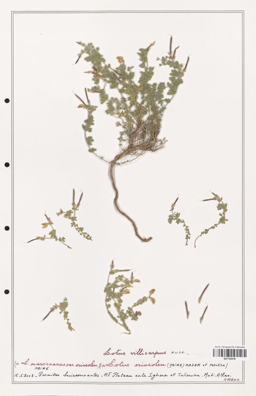 Lotus villicarpus  (Fabaceae)