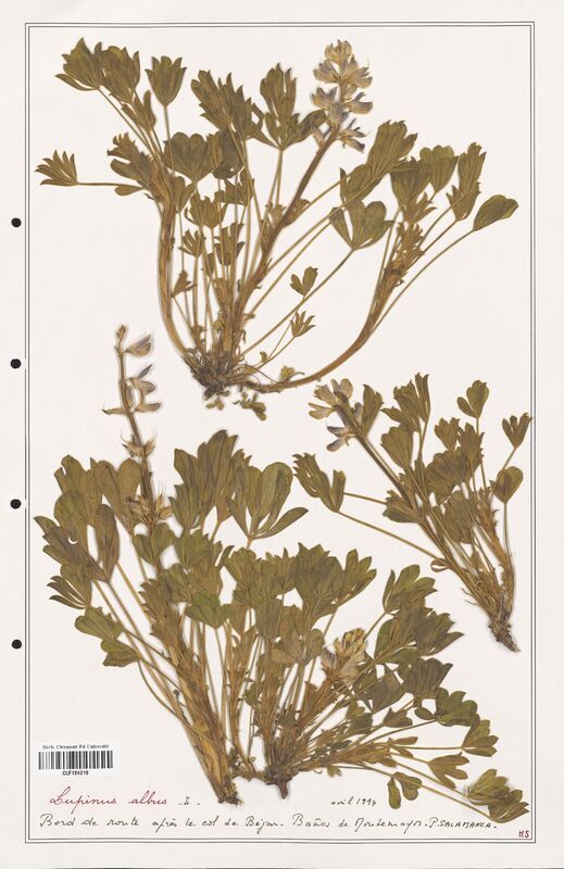 Lupinus albus  (Fabaceae)