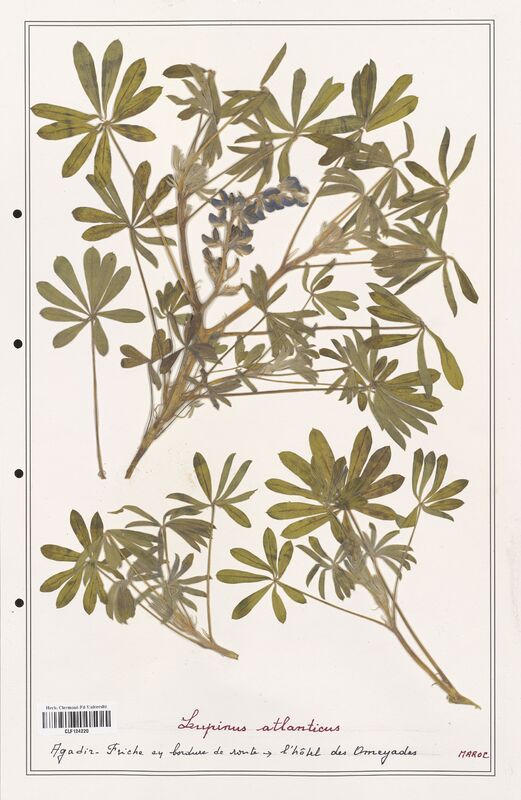 Lupinus atlanticus  (Fabaceae)