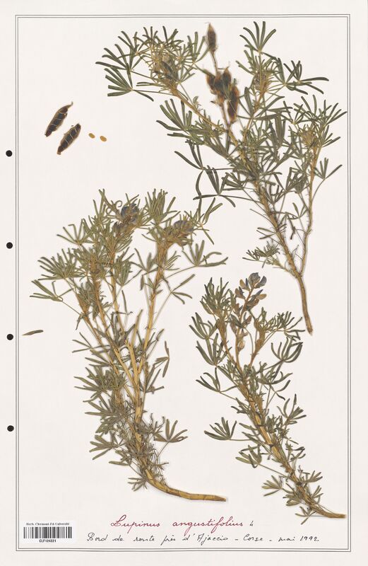 Lupinus angustifolius  (Fabaceae)