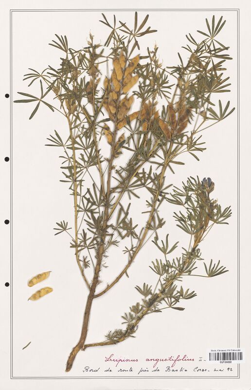 Lupinus angustifolius  (Fabaceae)