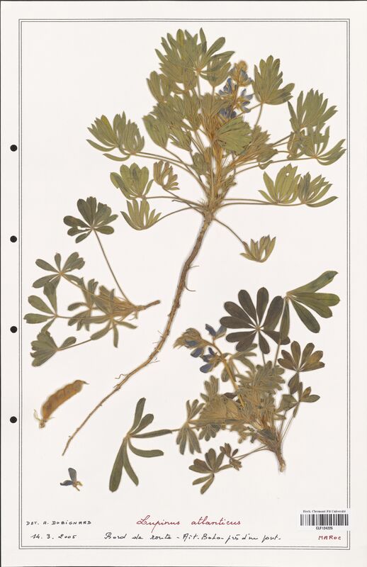 Lupinus atlanticus  (Fabaceae)