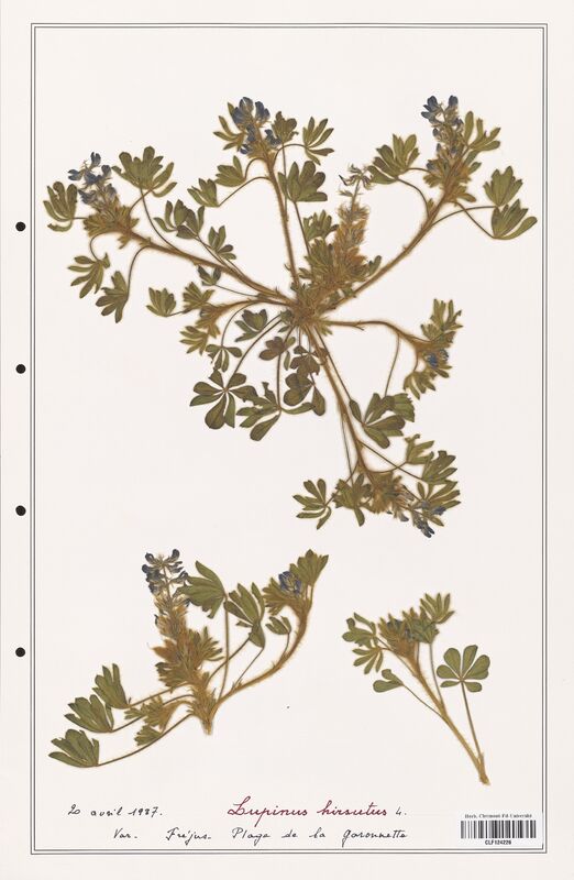 Lupinus hirsutus  (Fabaceae)