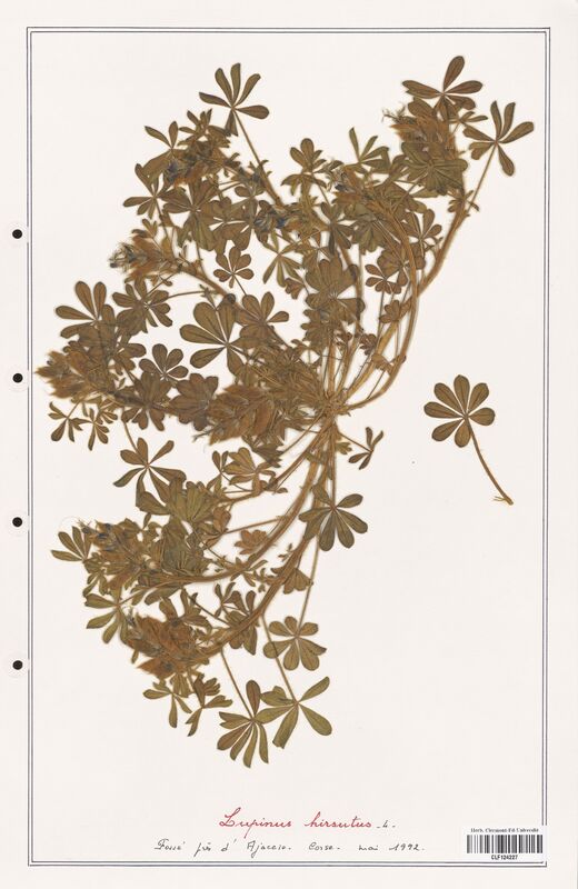 Lupinus hirsutus  (Fabaceae)