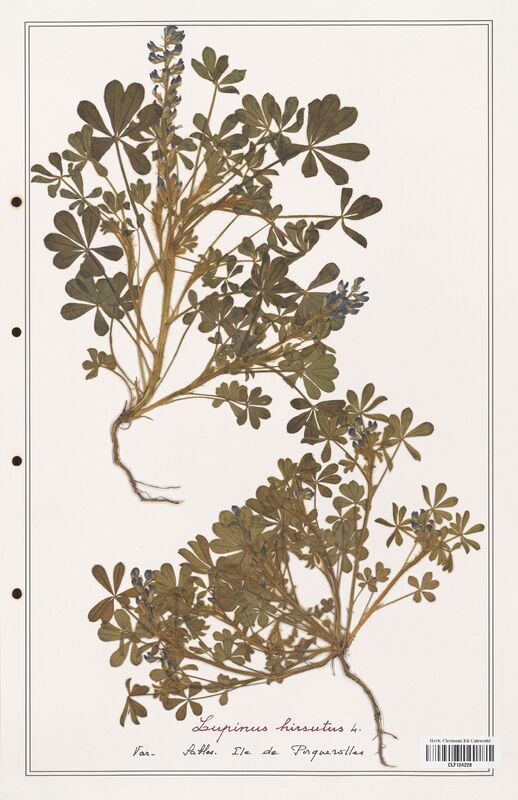 Lupinus hirsutus  (Fabaceae)