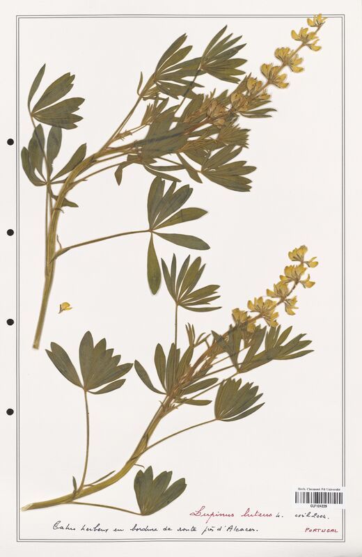 Lupinus luteus  (Fabaceae)