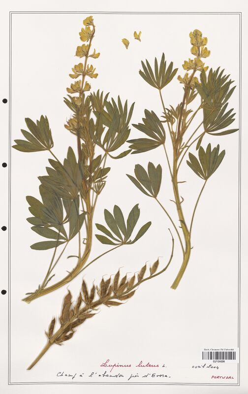 Lupinus luteus  (Fabaceae)