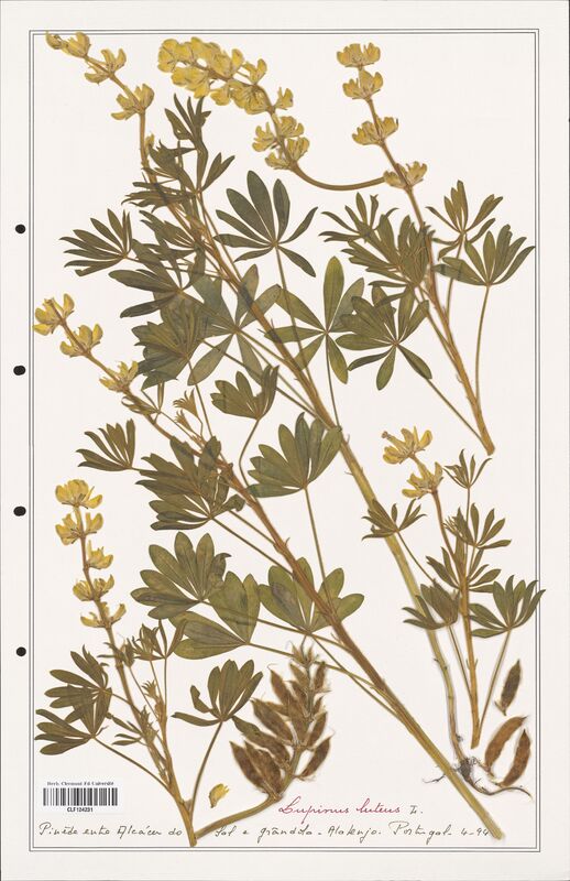 Lupinus luteus  (Fabaceae)