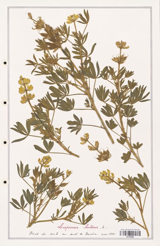 Lupinus luteus  (Fabaceae)