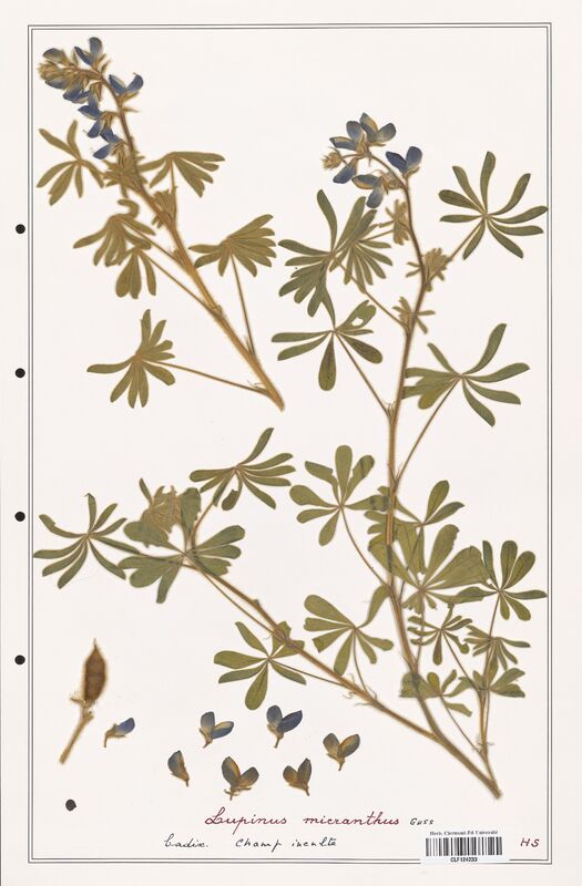 Lupinus micranthus  (Fabaceae)