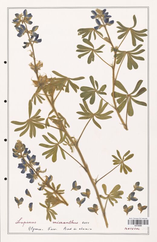 Lupinus micranthus  (Fabaceae)