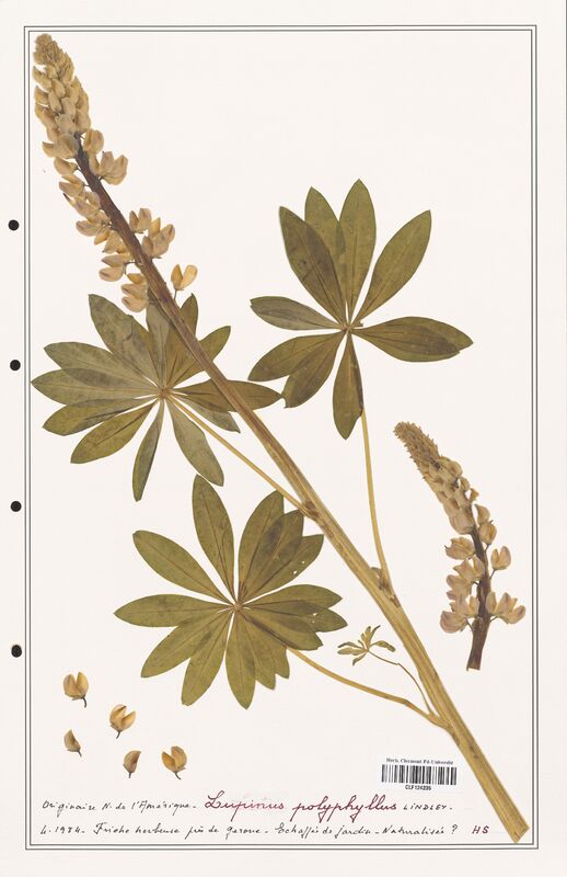 Lupinus polyphyllus  (Fabaceae)