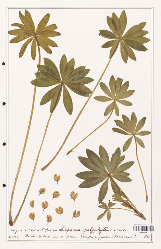 Lupinus polyphyllus  (Fabaceae)