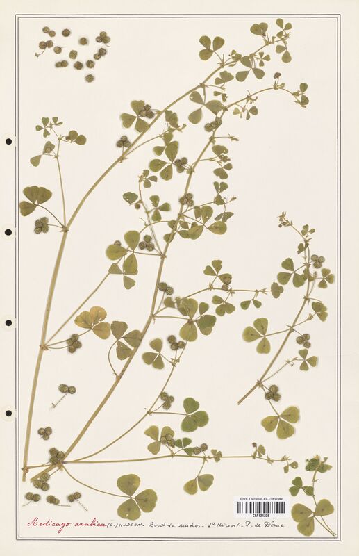 Medicago arabica  (Fabaceae)