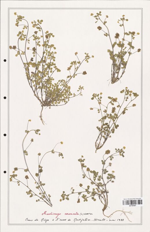 Medicago coronata  (Fabaceae)