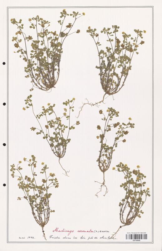 Medicago coronata  (Fabaceae)