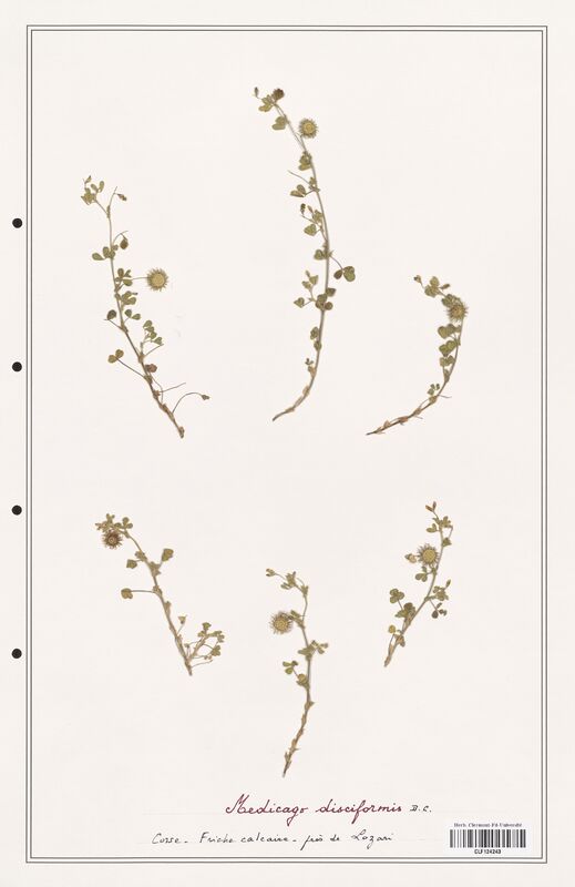 Medicago disciformis  (Fabaceae)