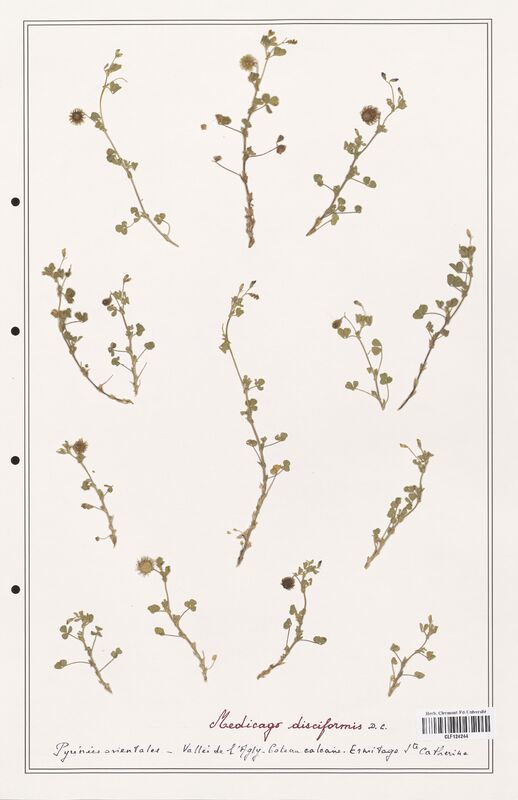 Medicago disciformis  (Fabaceae)