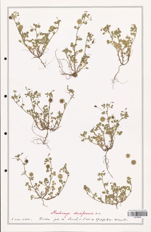 Medicago disciformis  (Fabaceae)