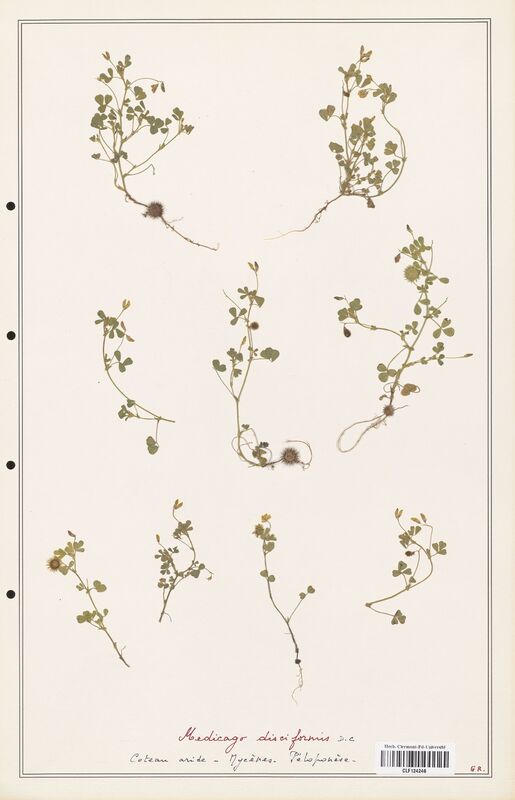 Medicago disciformis  (Fabaceae)