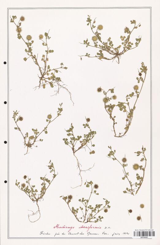 Medicago disciformis  (Fabaceae)