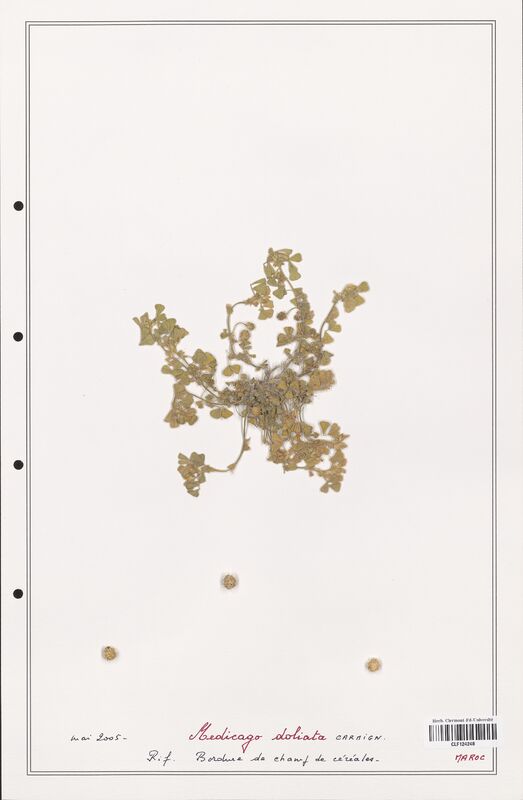 Medicago doliata  (Fabaceae)