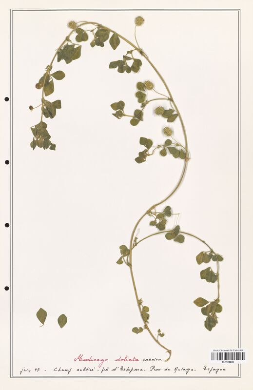Medicago doliata  (Fabaceae)