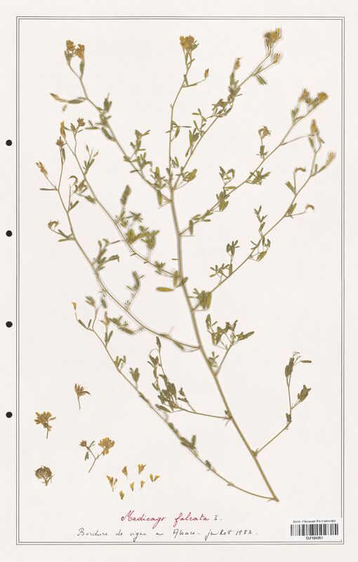 Medicago falcata  (Fabaceae)