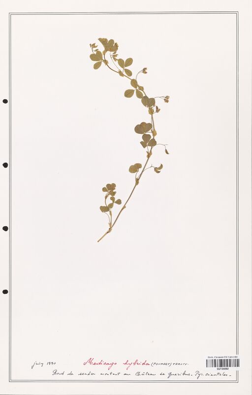 Medicago hybrida  (Fabaceae)