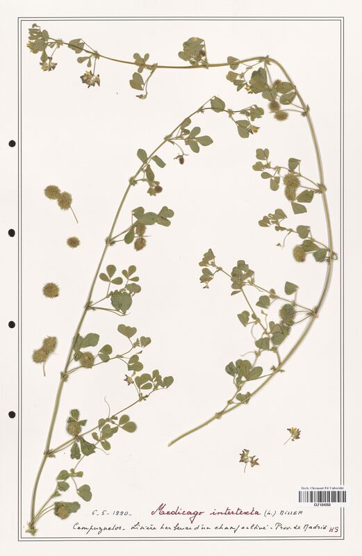 Medicago intertexta  (Fabaceae)