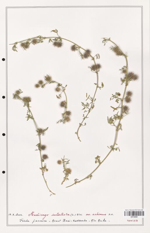 Medicago intertexta  (Fabaceae)