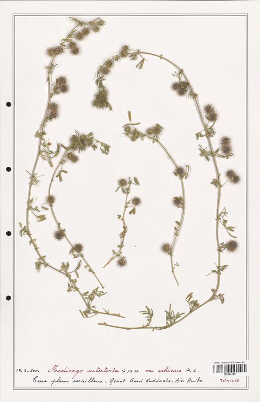 Medicago intertexta  (Fabaceae)