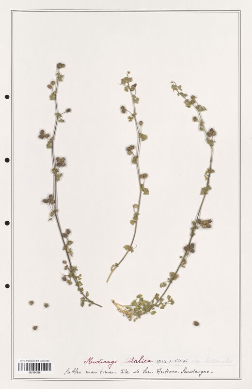 Medicago italica  (Fabaceae)