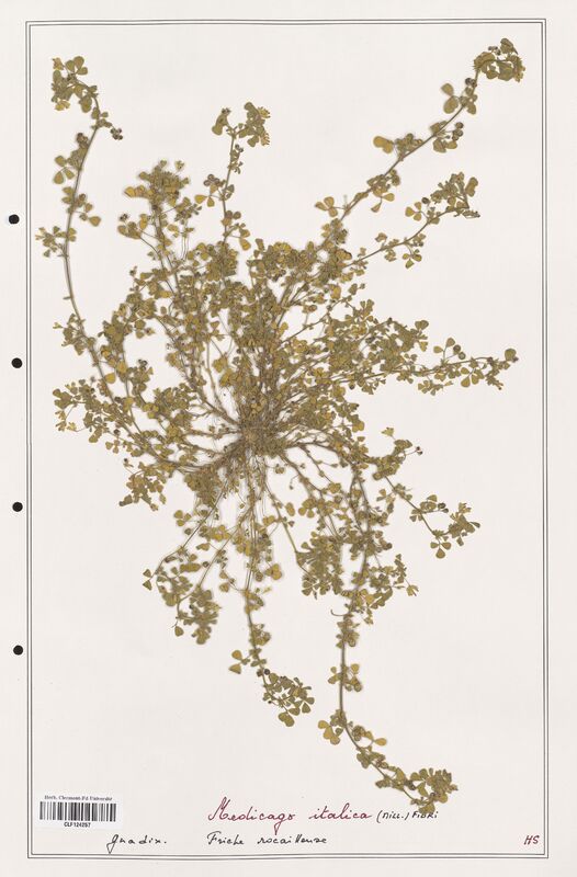 Medicago italica  (Fabaceae)