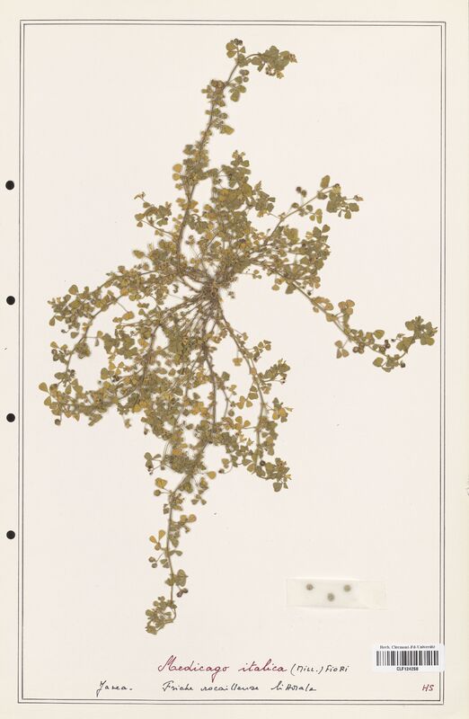 Medicago italica  (Fabaceae)