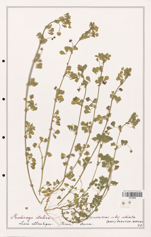 Medicago italica  (Fabaceae)