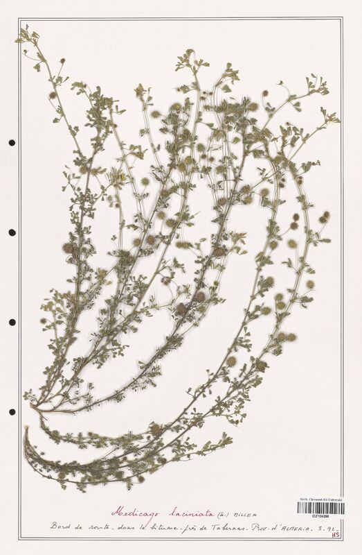Medicago laciniata  (Fabaceae)
