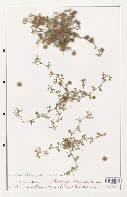 Medicago laciniata  (Fabaceae)