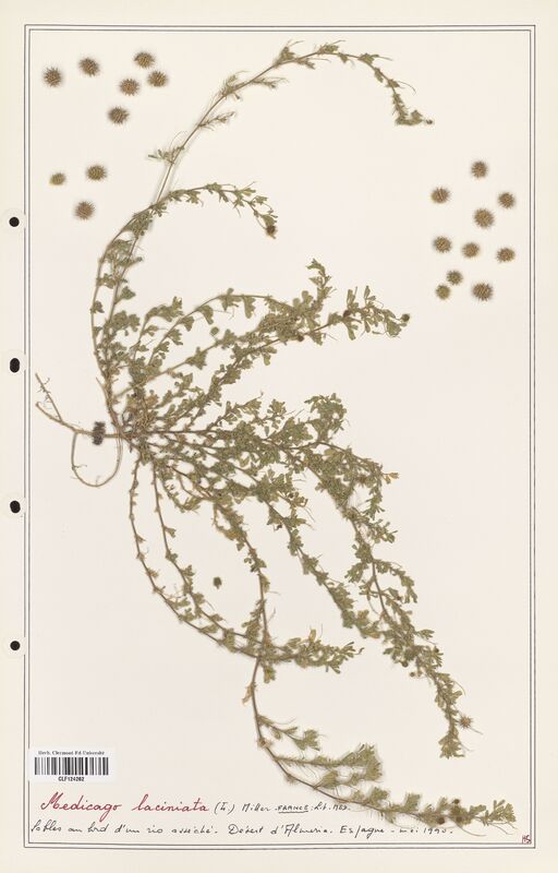 Medicago laciniata  (Fabaceae)