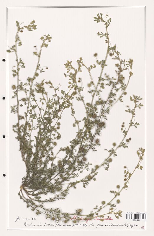 Medicago laciniata  (Fabaceae)