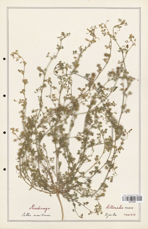 Medicago littoralis  (Fabaceae)