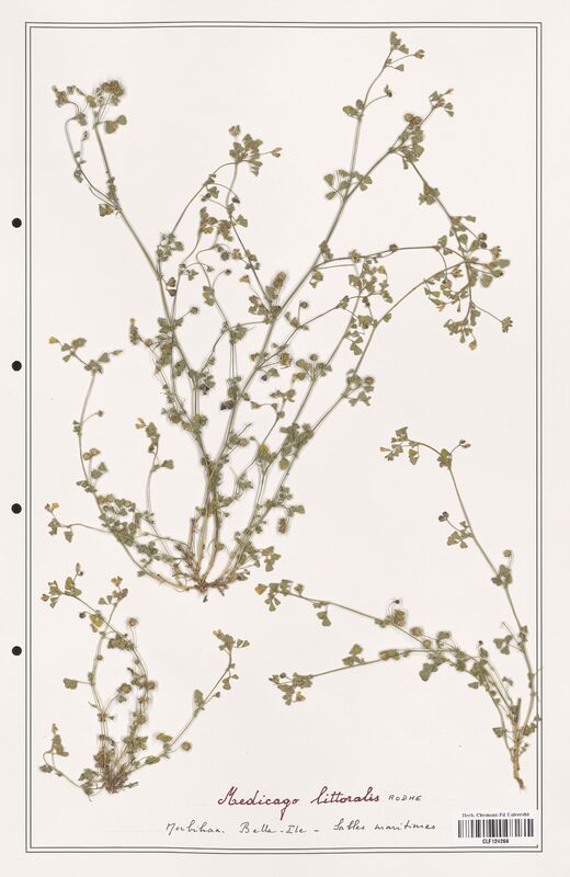 Medicago littoralis  (Fabaceae)